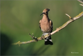 <p>DUDEK CHOCHOLATÝ (Upupa epops) - jižní Morava ---- /Eurasian hoopoe - Wiedehopf/</p>